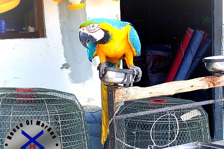 Shaolin Pilgrimage 2021